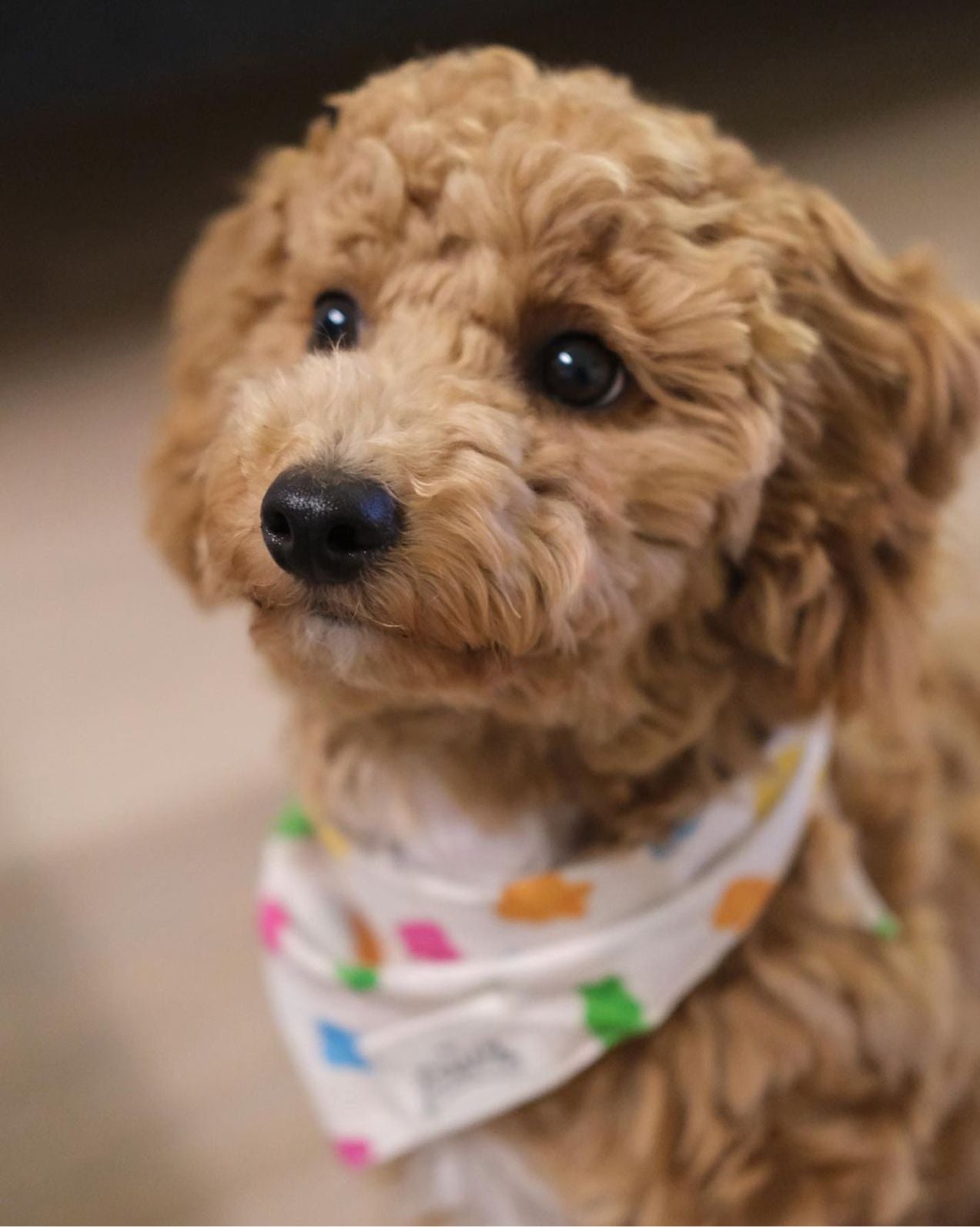 Gummi Dog Bandana - The Paws