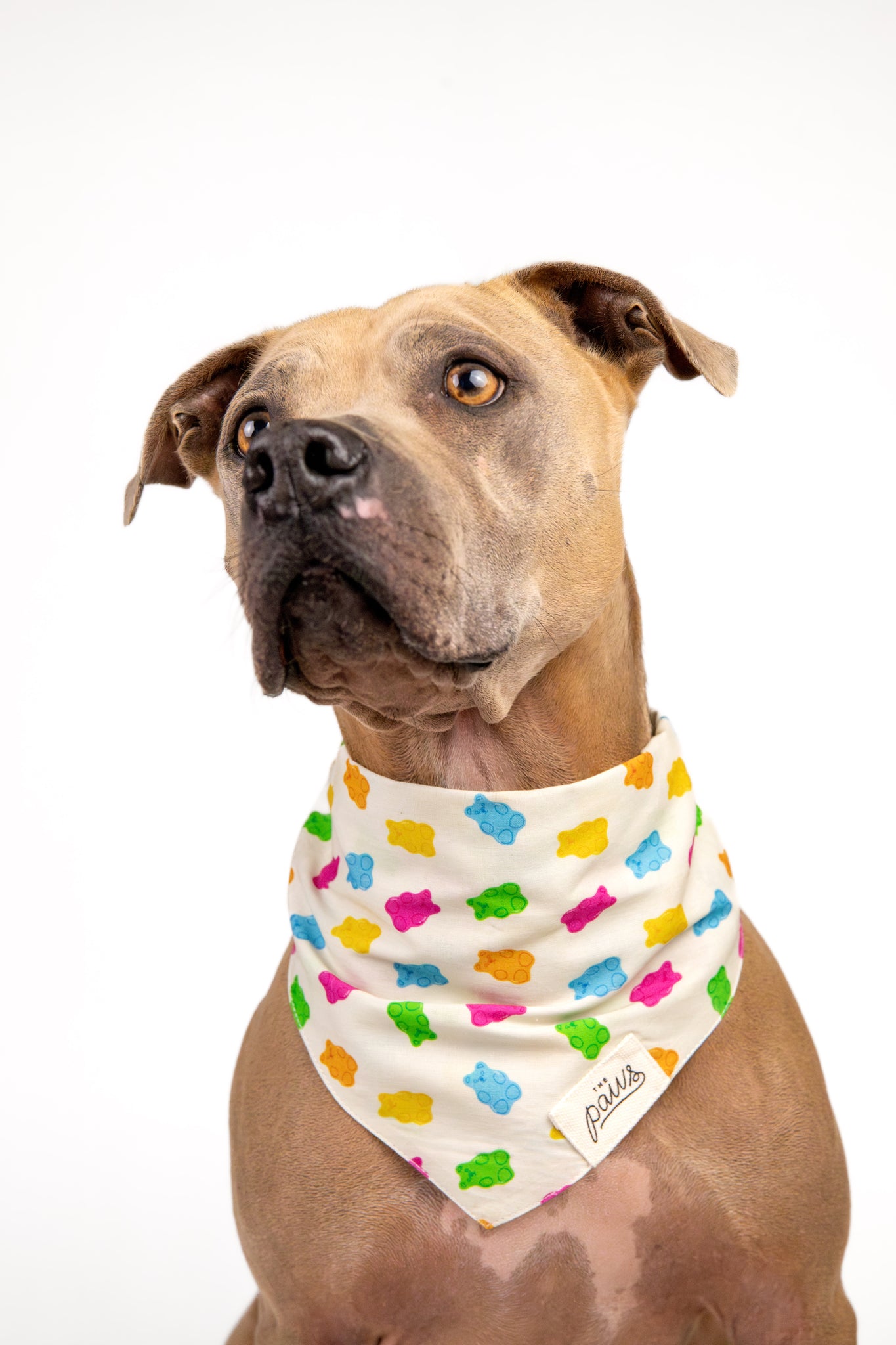 Gummi Dog Bandana - The Paws