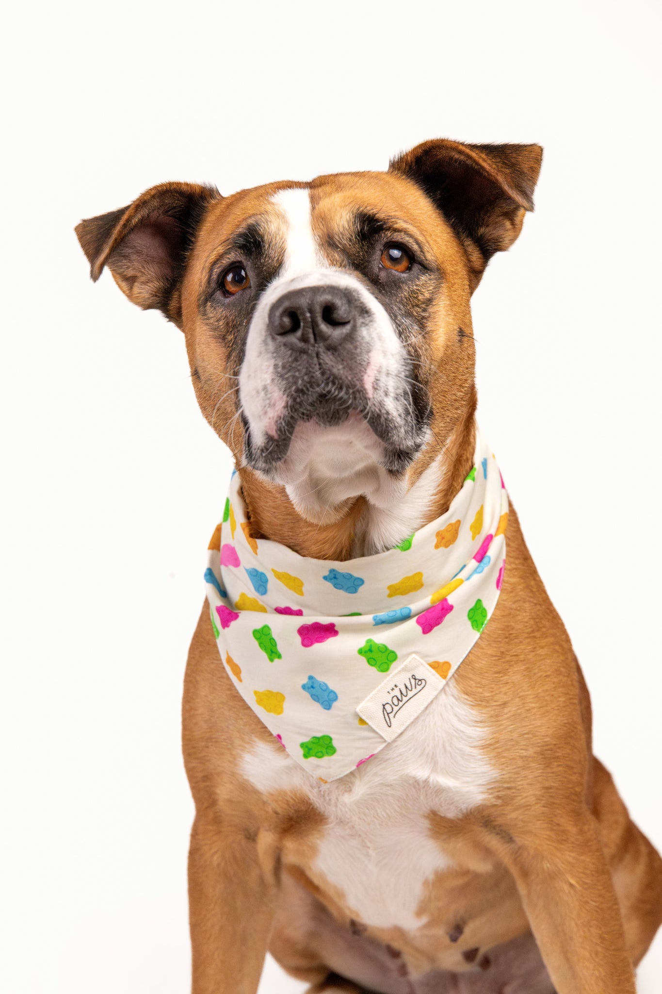 Gummi Dog Bandana - The Paws