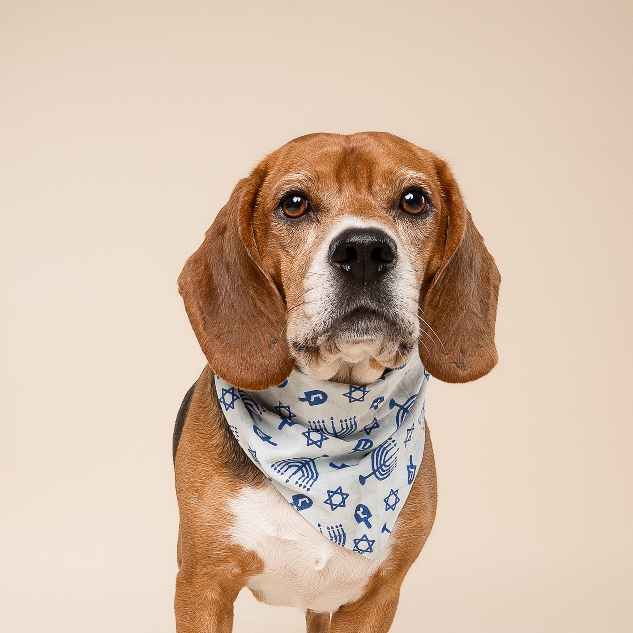 Hanukkah Dog Bandana