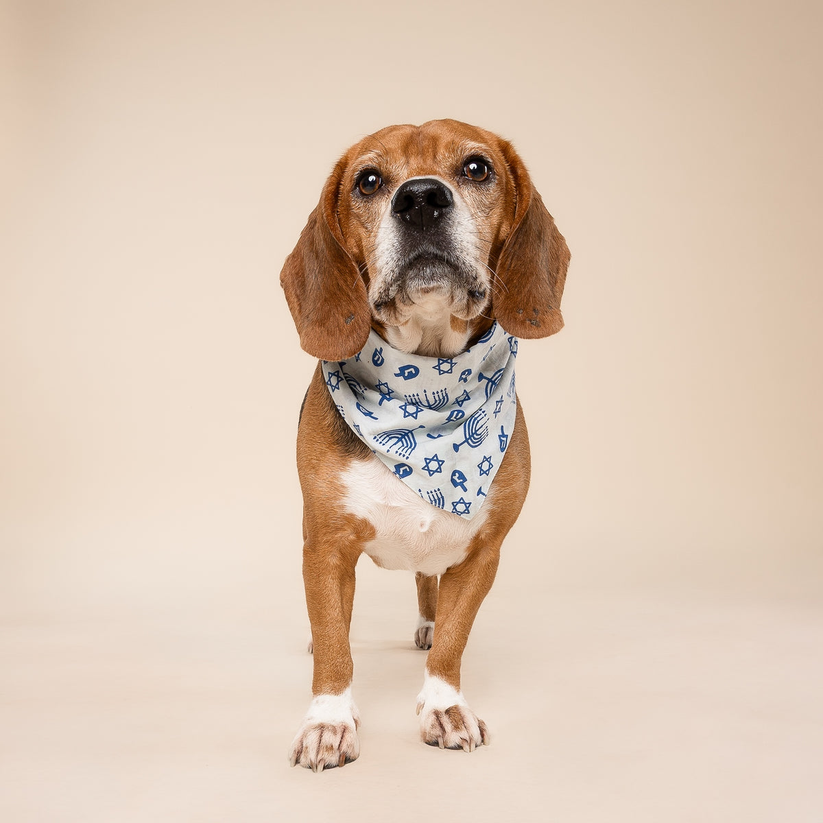 Hanukkah Dog Bandana