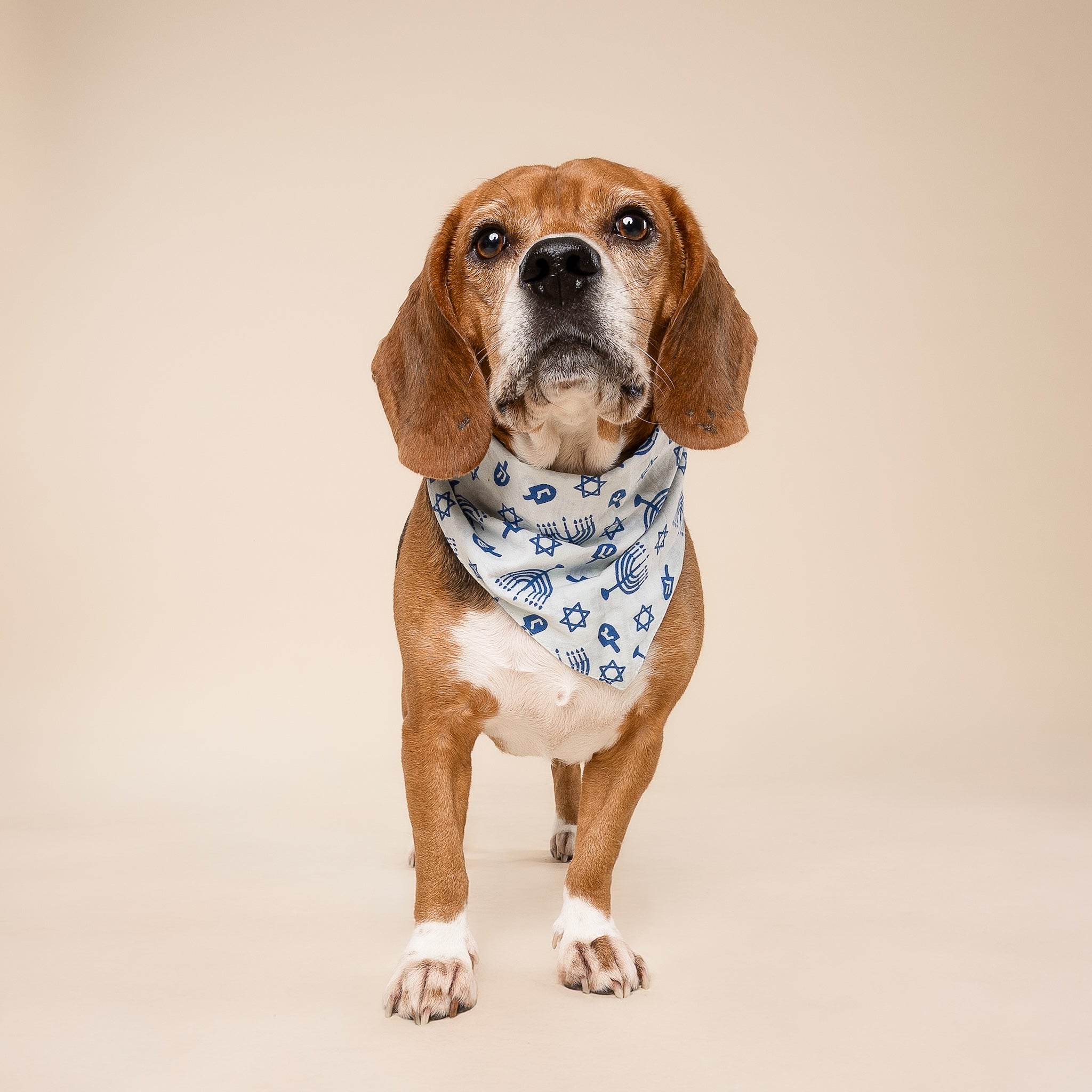 Hanukkah Dog Bandana