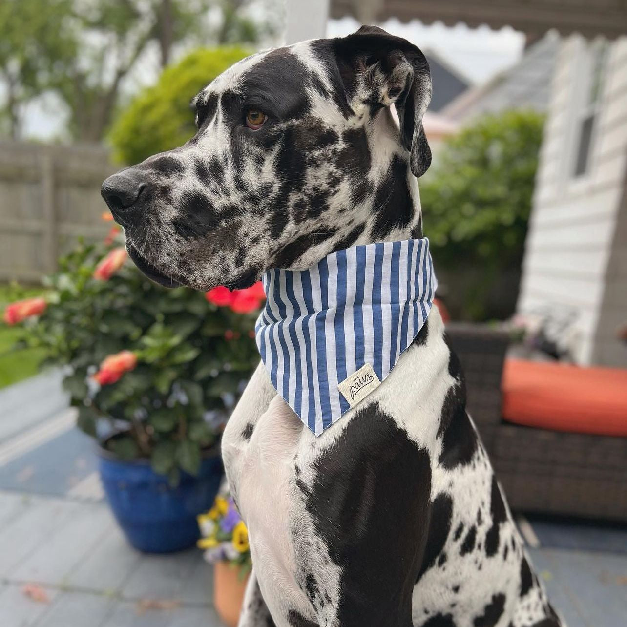 Harbour Bandana from The Paws