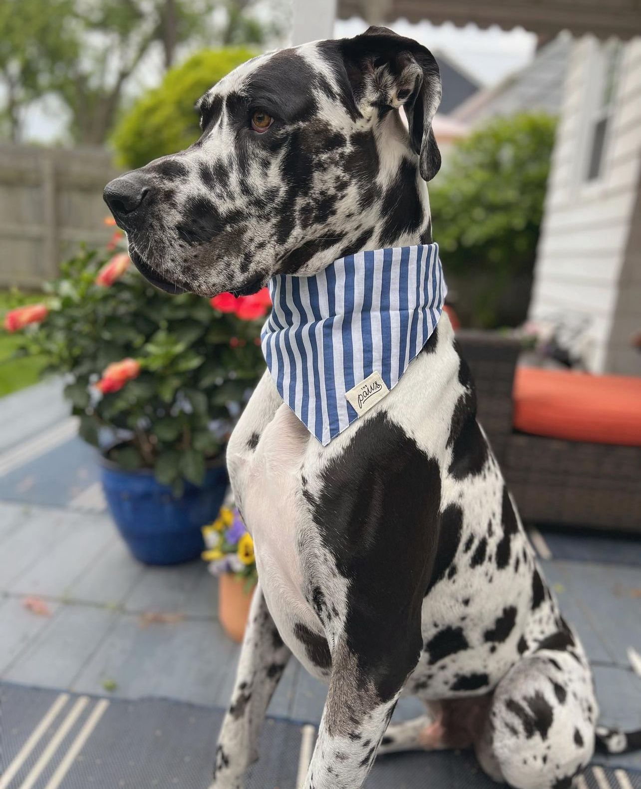 Harbour Bandana from The Paws