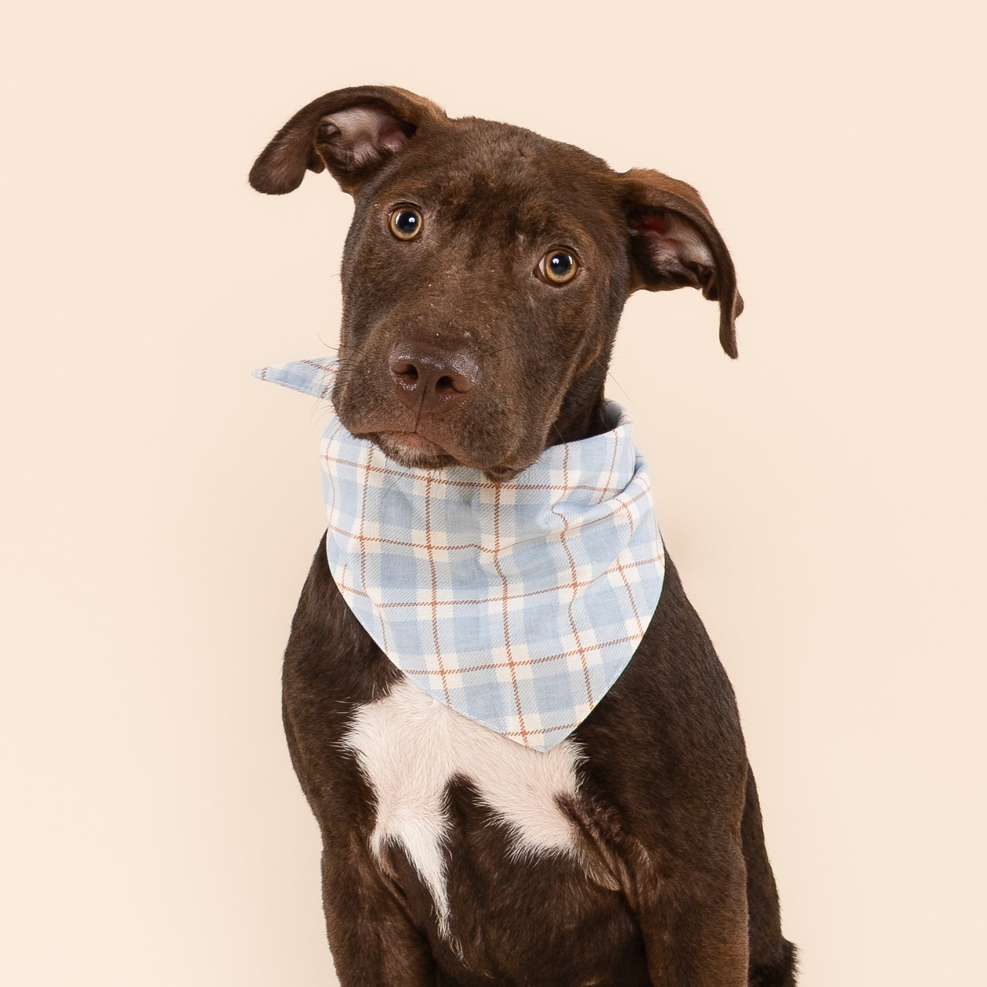 Dog wearing a blue plaid bandana on a beige background
