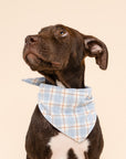 Dog wearing a blue plaid bandana on a beige background