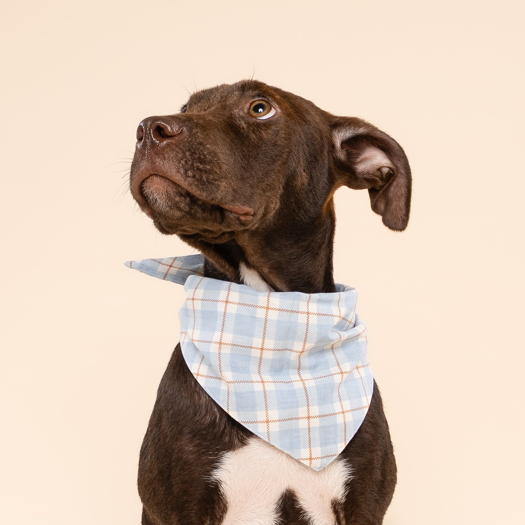 Dog wearing a blue plaid bandana on a beige background