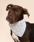 Brown dog wearing a blue plaid bandana on a beige background