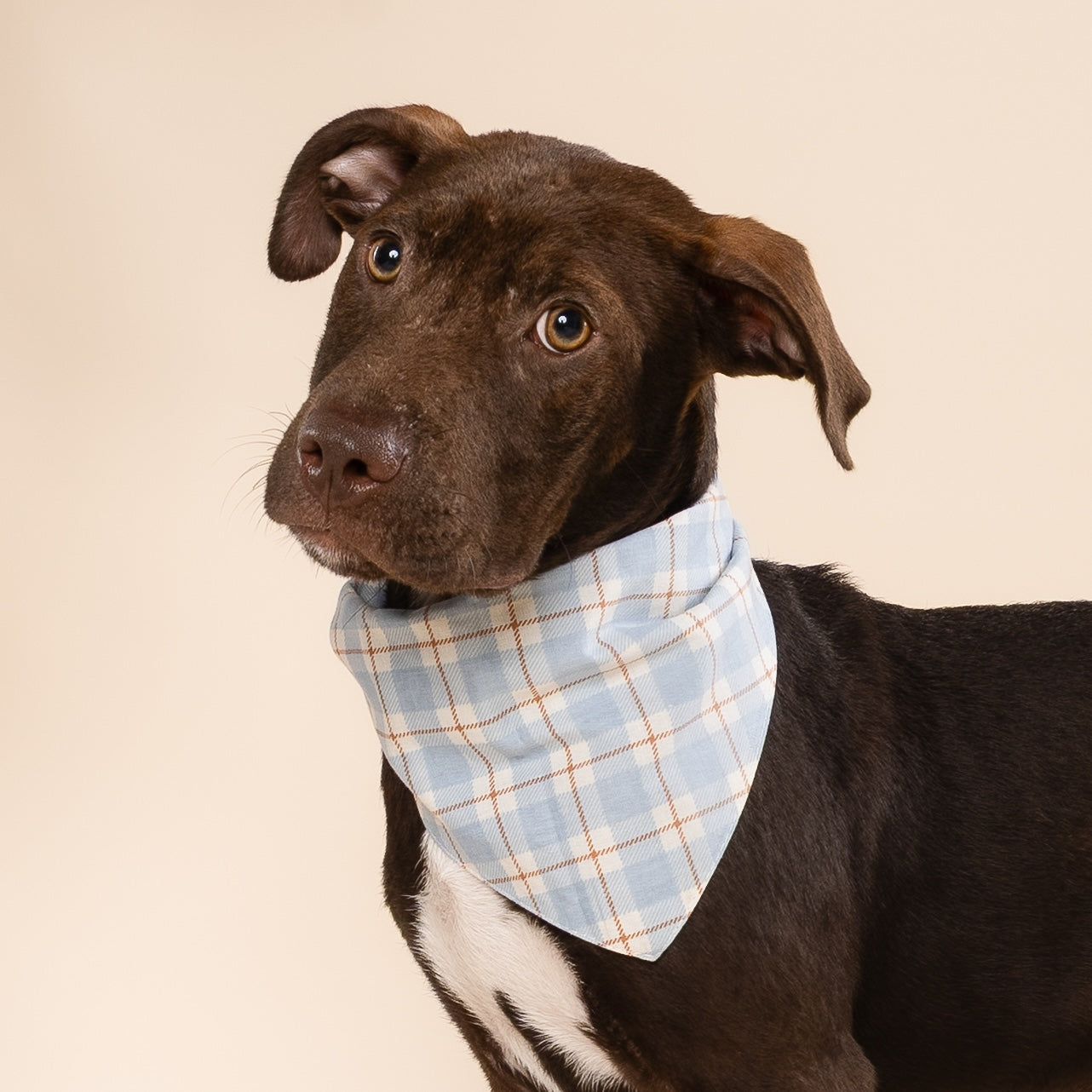 Brown dog wearing a blue plaid bandana on a beige background