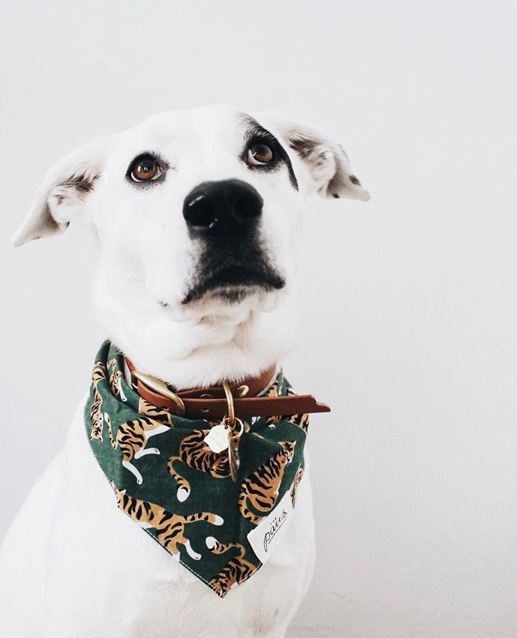 Mowgli Bandana on a beautiful white dog