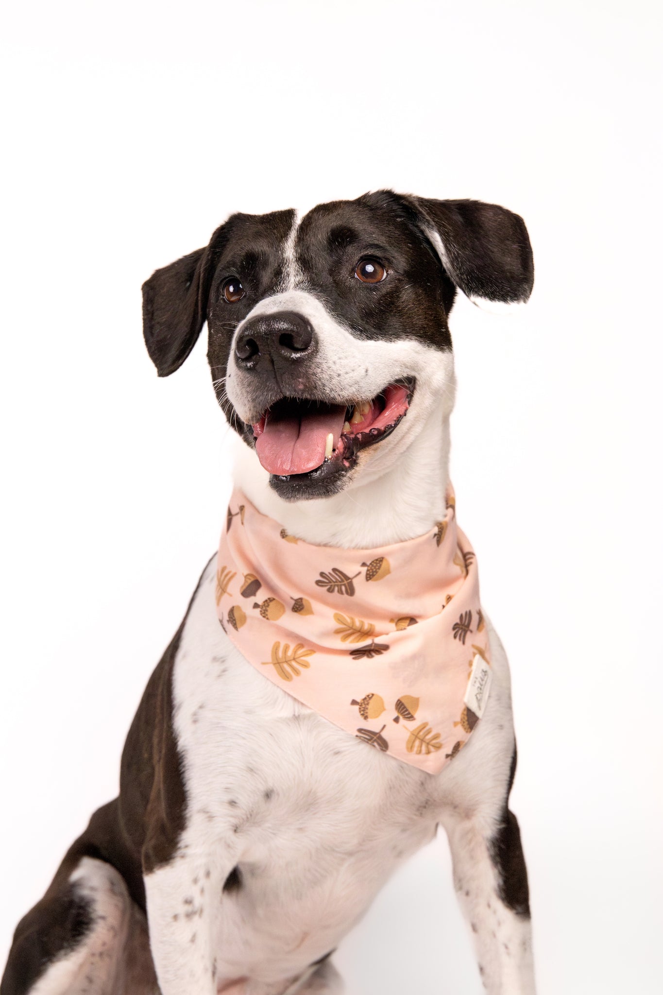 Hickory Dog Bandana from The Paws