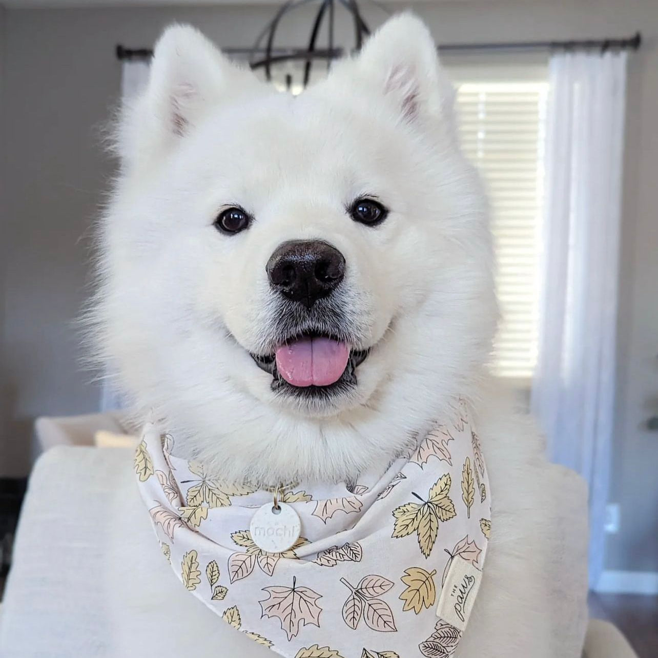 Hills Bandana from The Paws