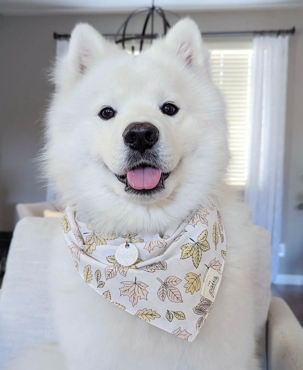 Hills Bandana from The Paws