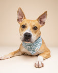 Holly Dog Bandana
