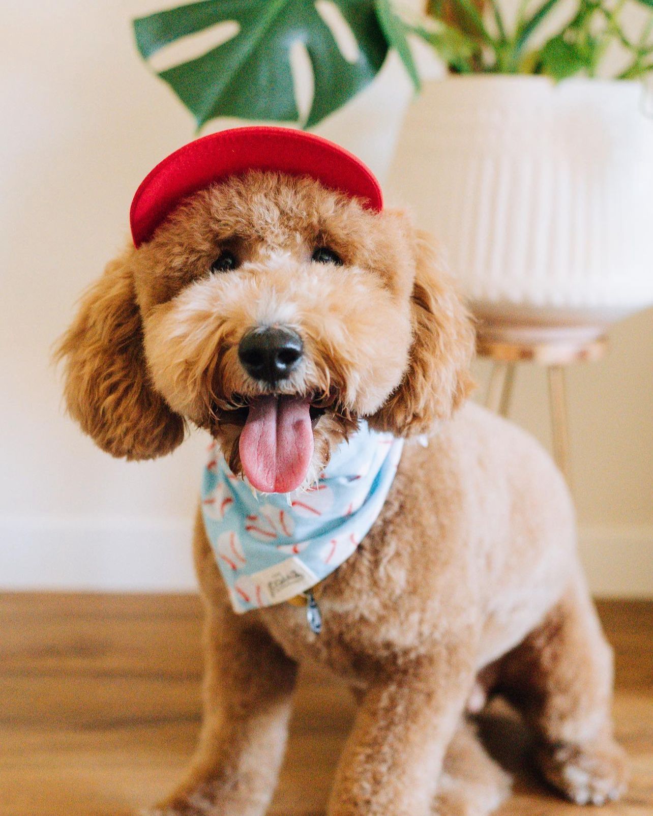 Home Run Bandana from The Paws