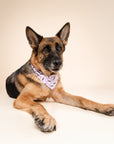 Honey Bees Dog Bandana