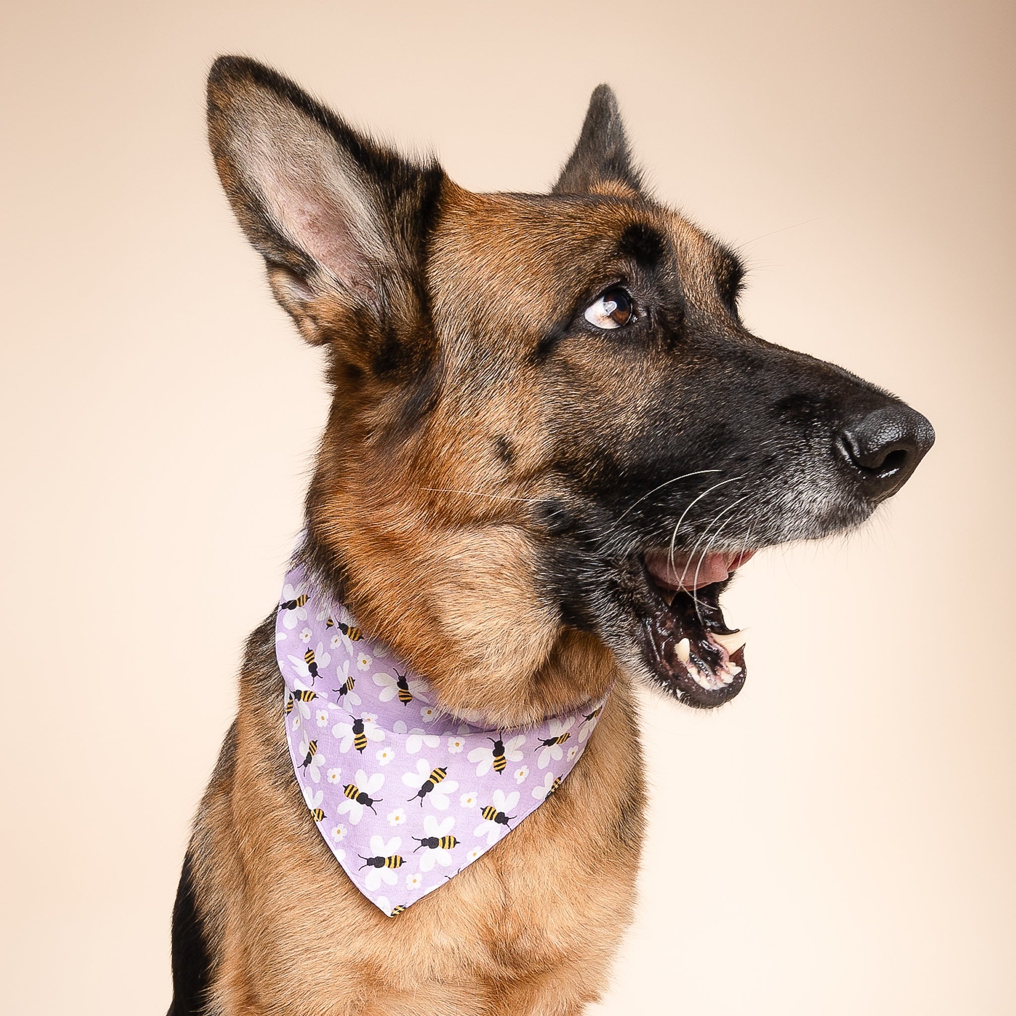 Honey Bees Dog Bandana