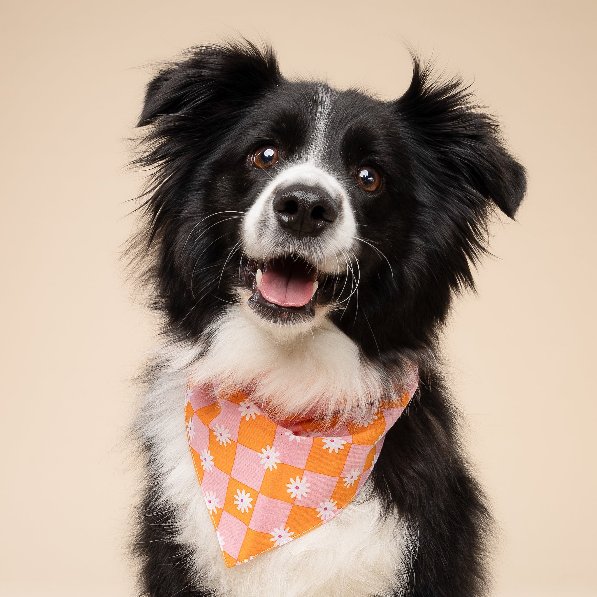 Hula Dog Bandana