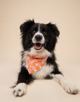 Hula Dog Bandana