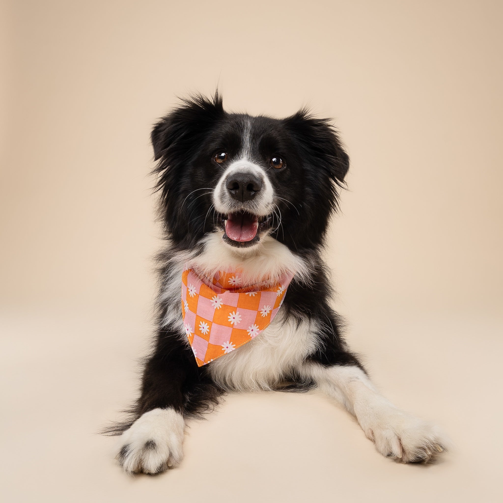 Hula Dog Bandana