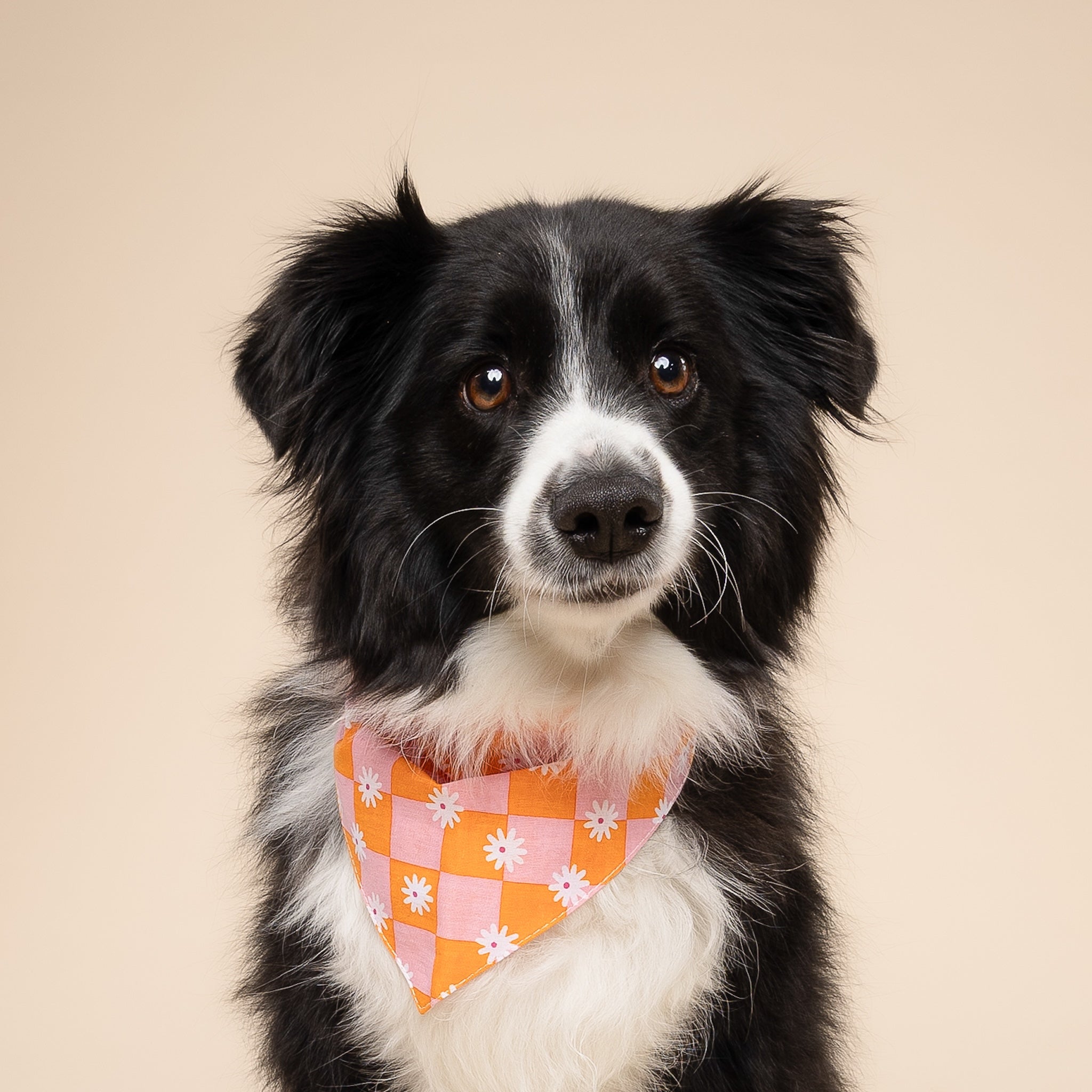 Hula Dog Bandana