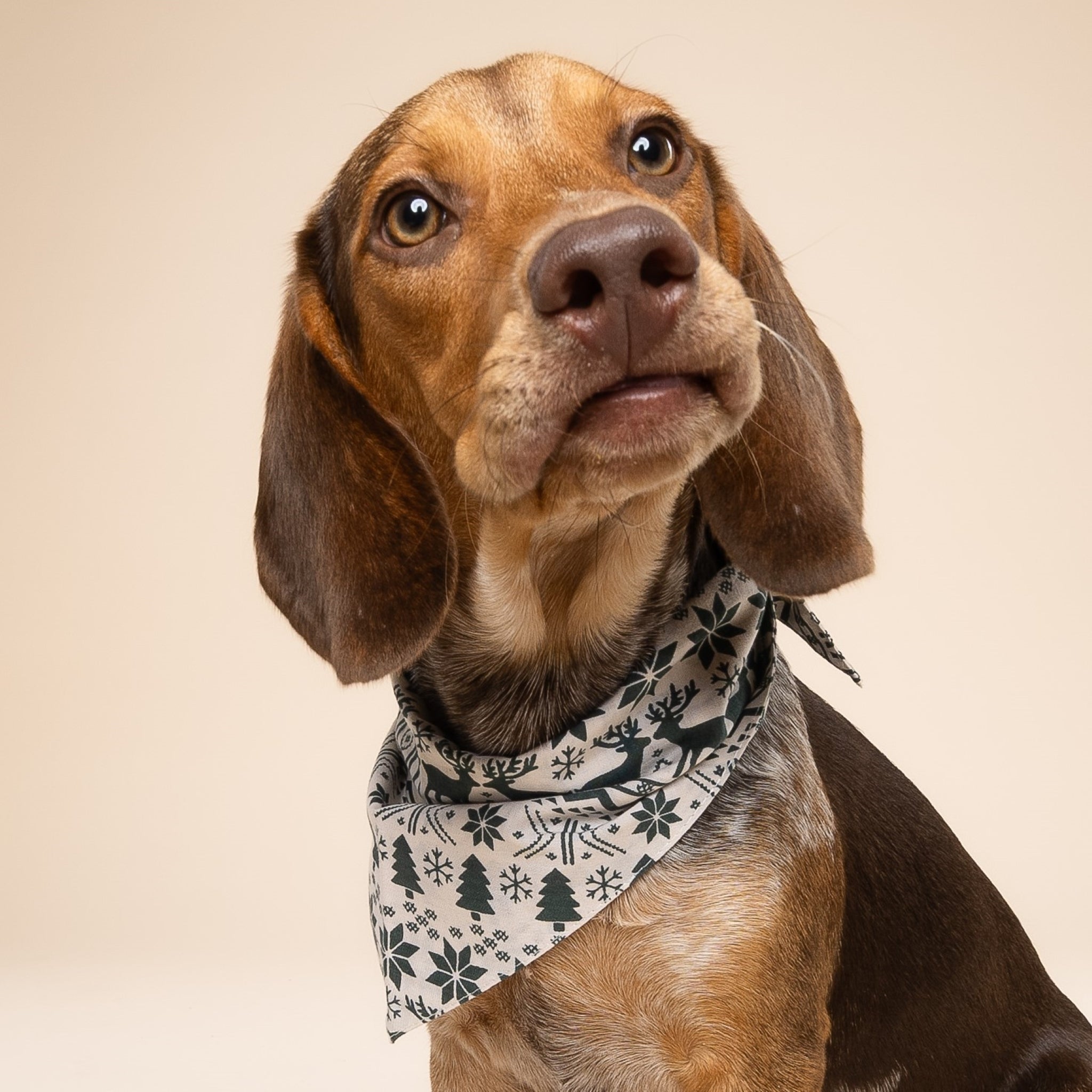 Hygge Christmas Dog Bandana