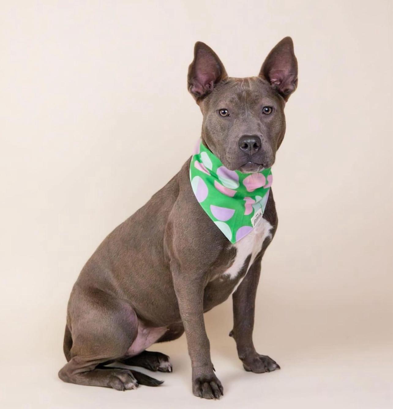 Dog wearing Elroy bandana