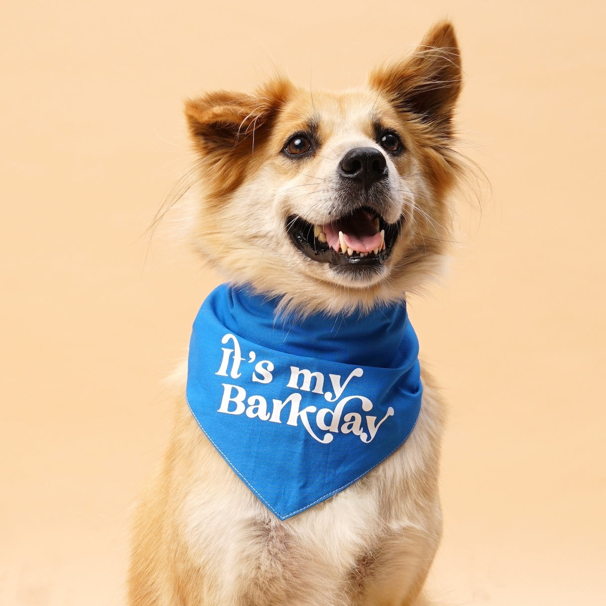 Barkday Blue Dog Bandana from The Paws
