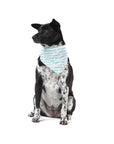 It's My Birthday Blue Dog Bandana