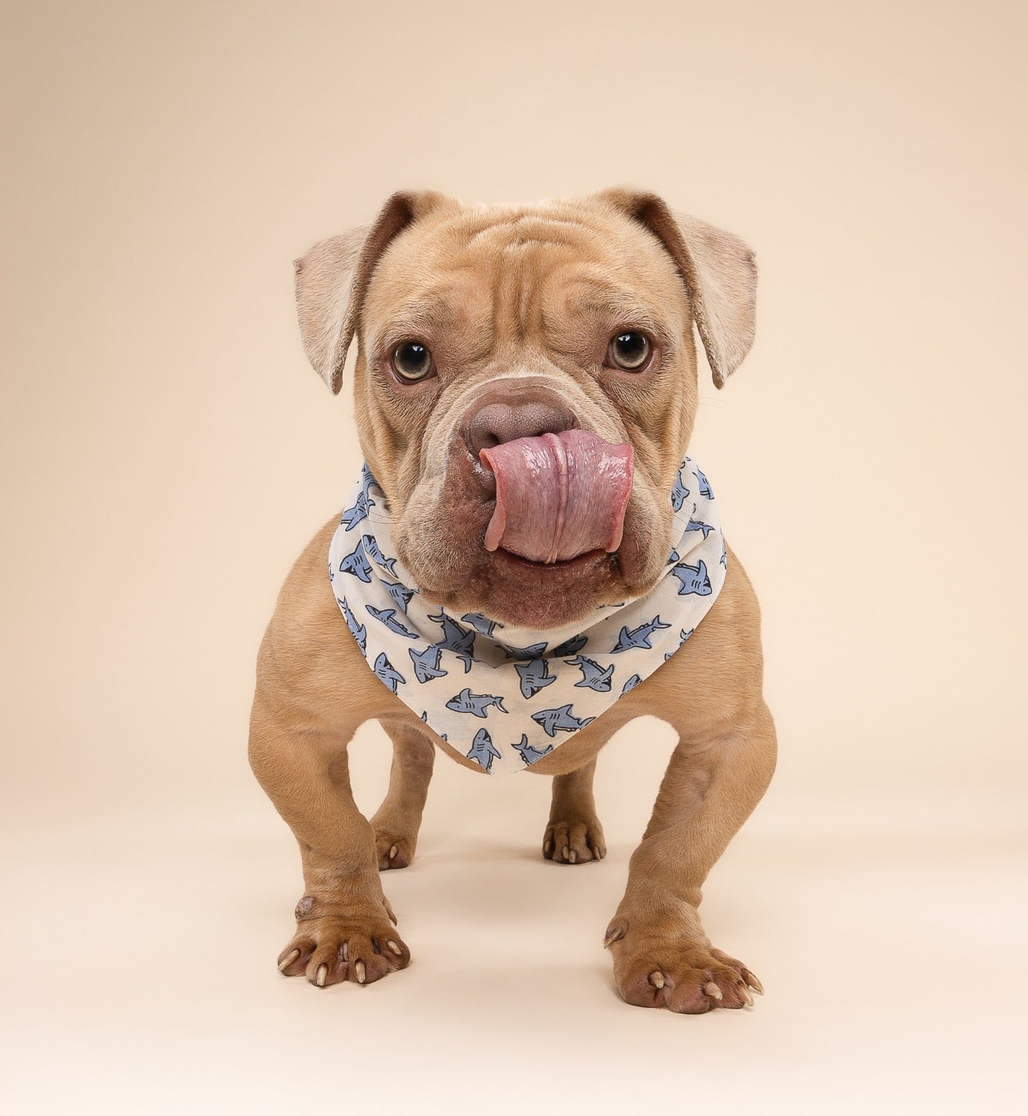 Jawz Dog Bandana