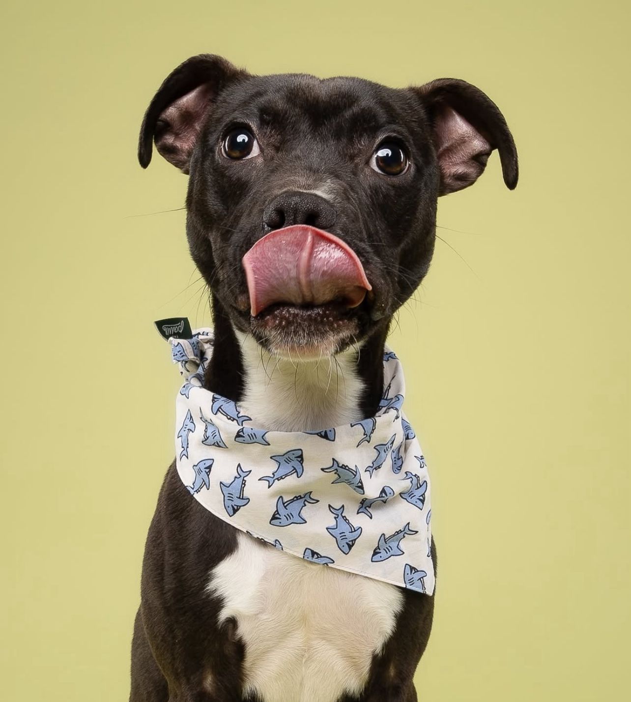 Jawz Dog Bandana