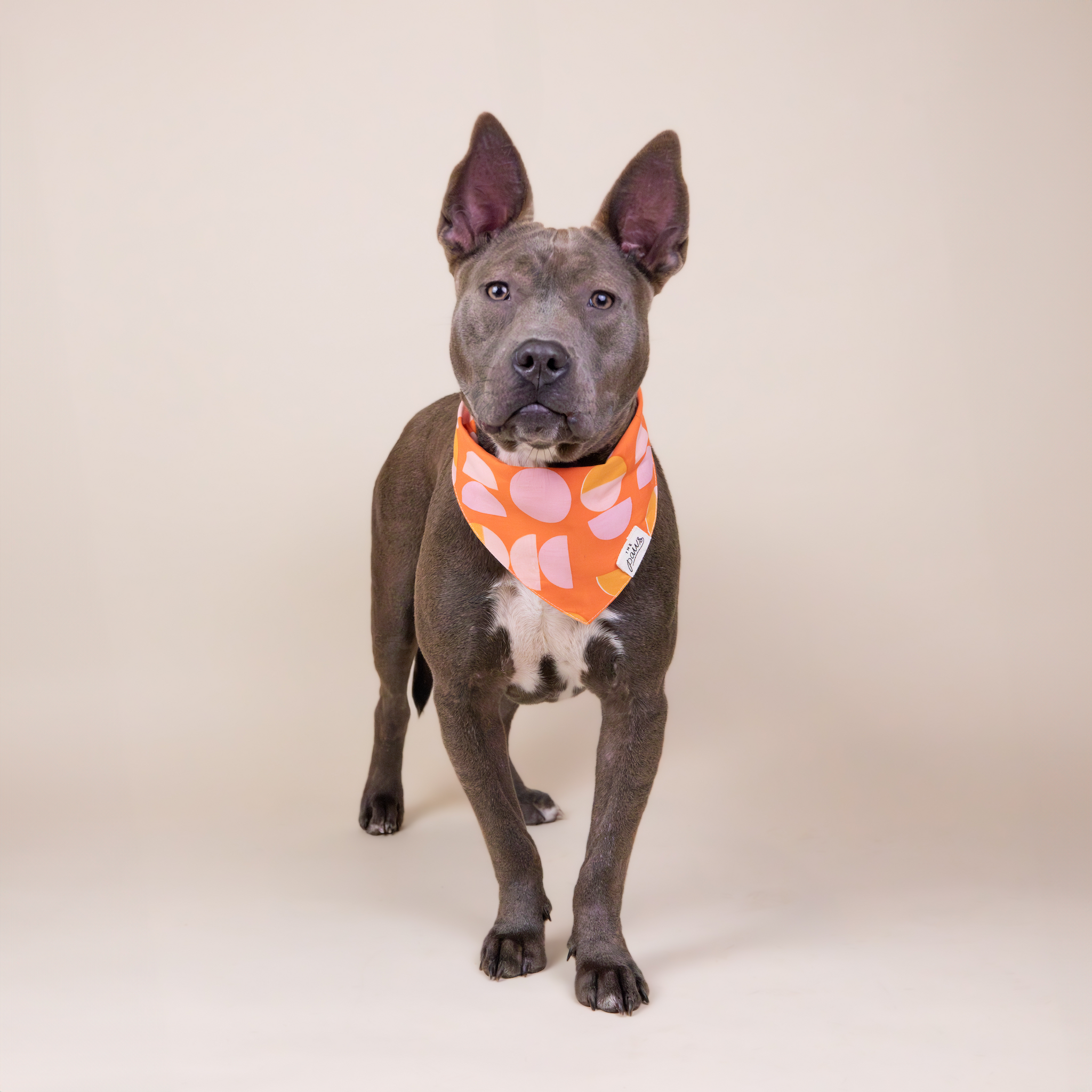 Judy bandana on a dog