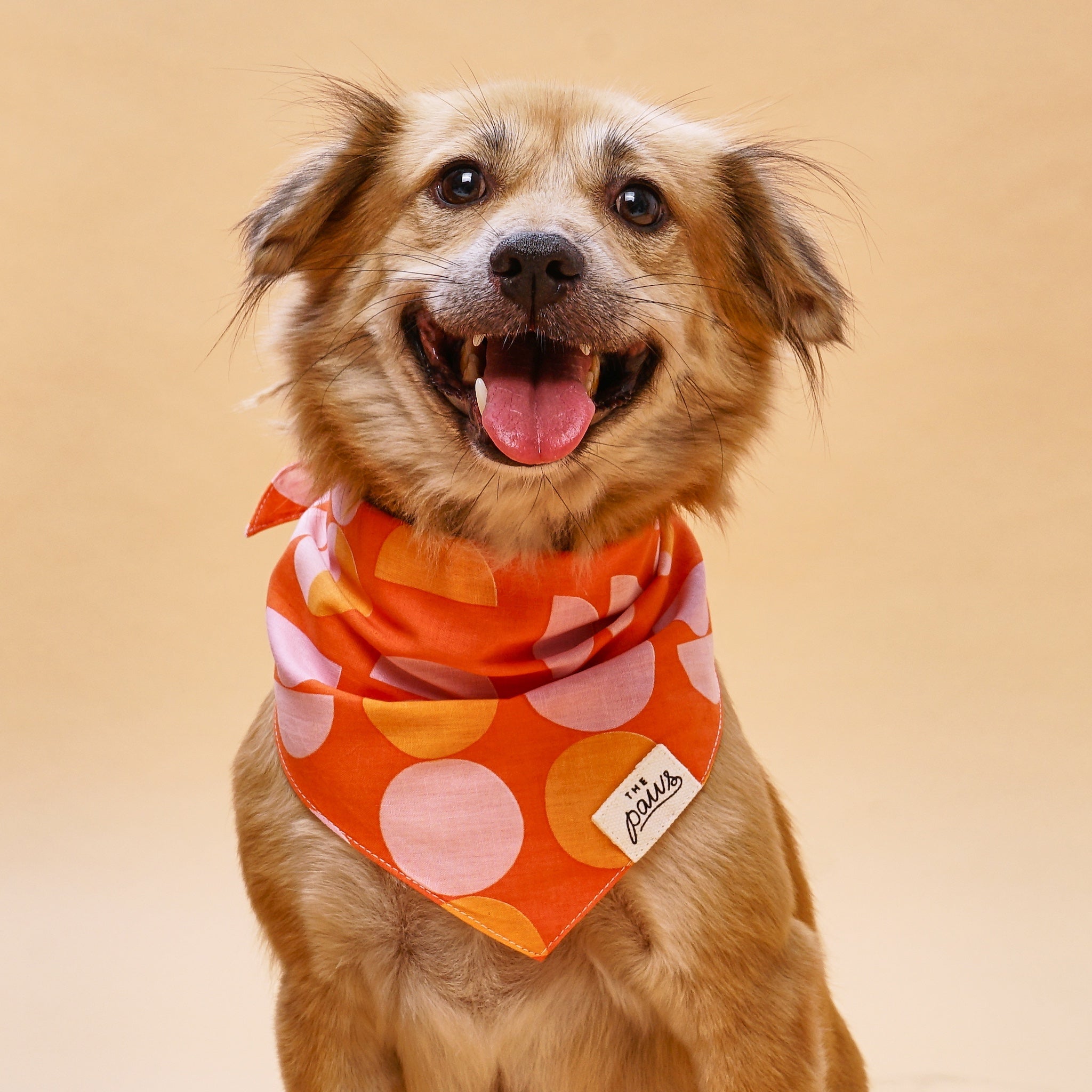 Judy dog bandana from The Paws