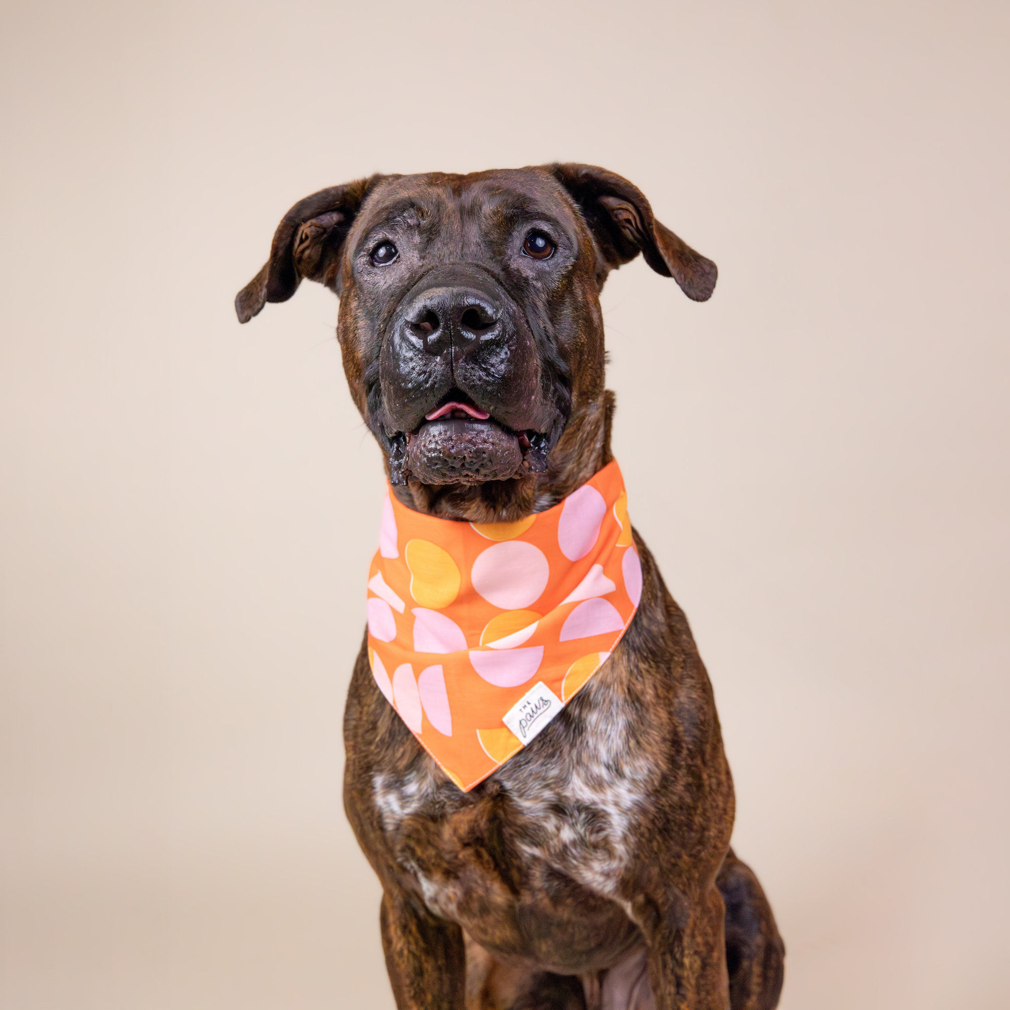 Dog modeling The Paws Judy bandana
