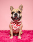 Kate Dog Bandana