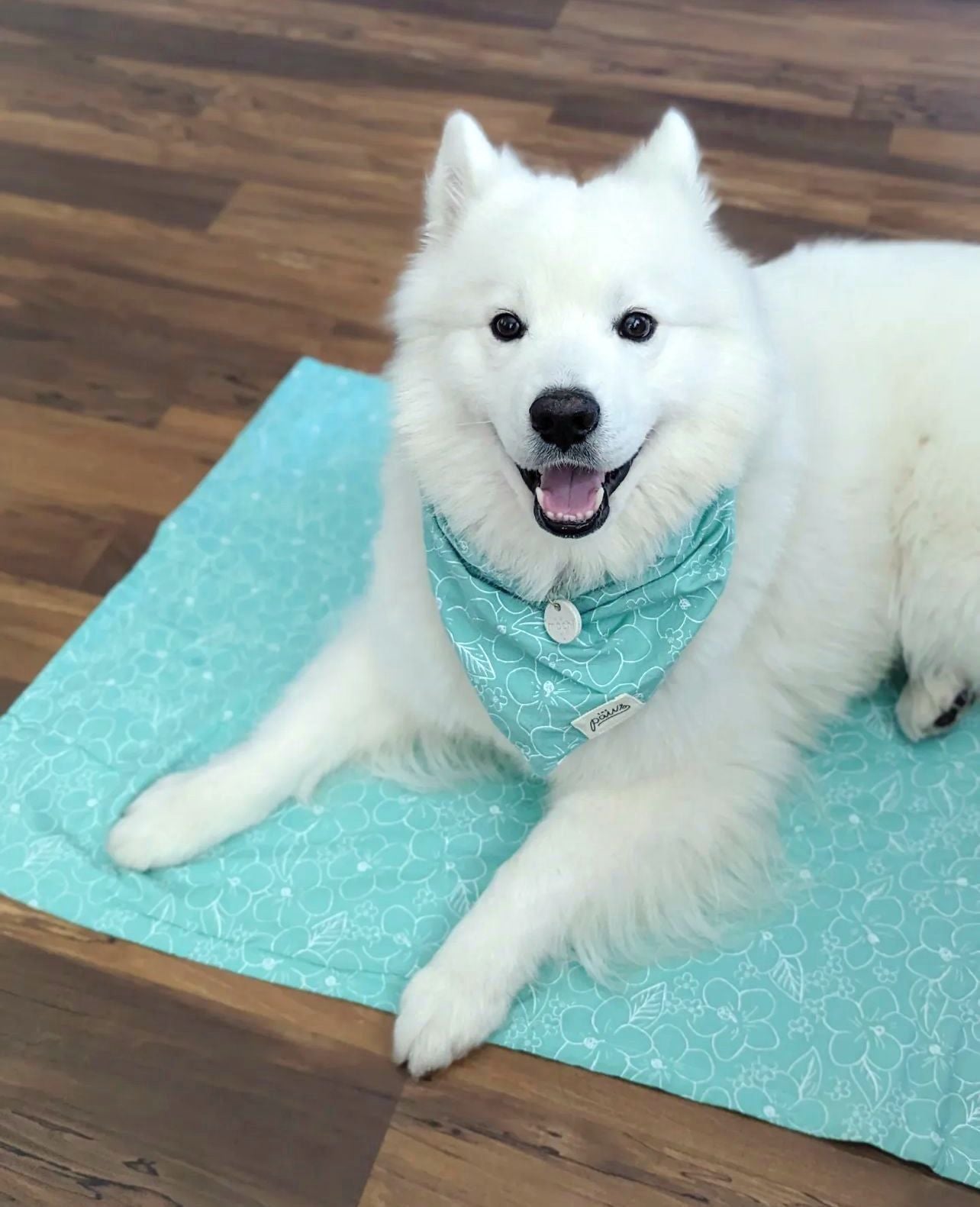 Kerikeri - a place of tall trees, rivers, bushwalks & waterfalls  This print of sketched white flowers in soft green, is for beautiful days  Tailor cut double sided dog bandana - sized & ready to tie on  • Triangle shape, no folding needed