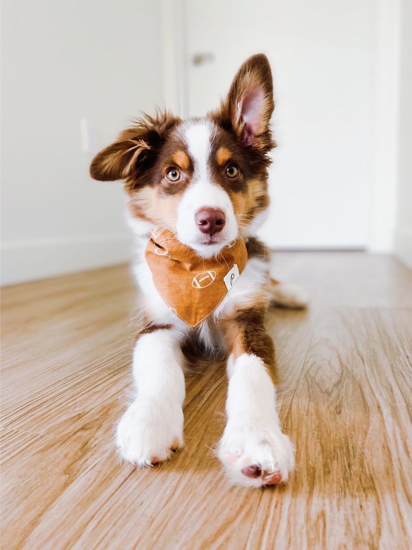 Kicks Bandana worn by puppy