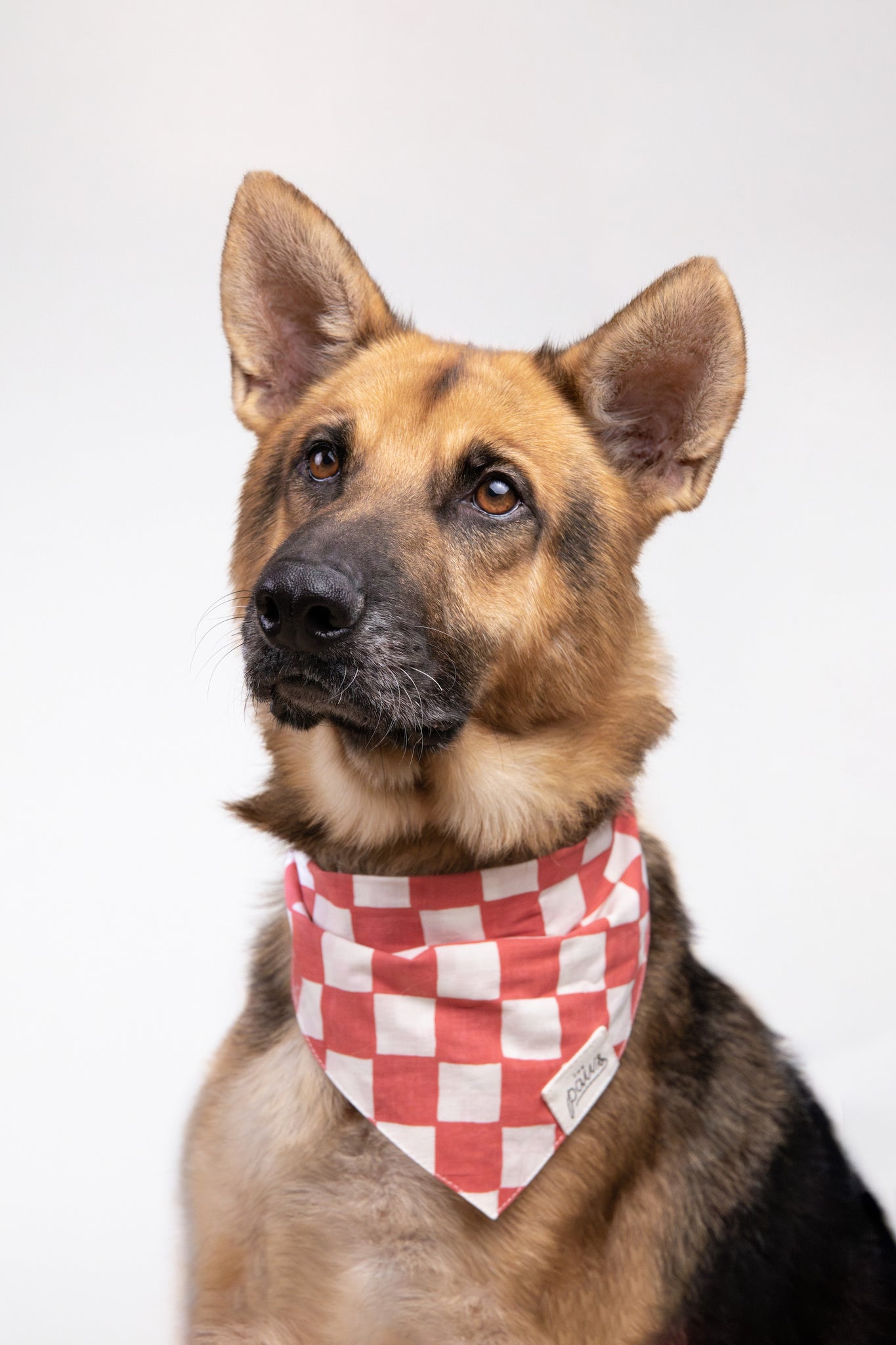 Kings Dog Bandana