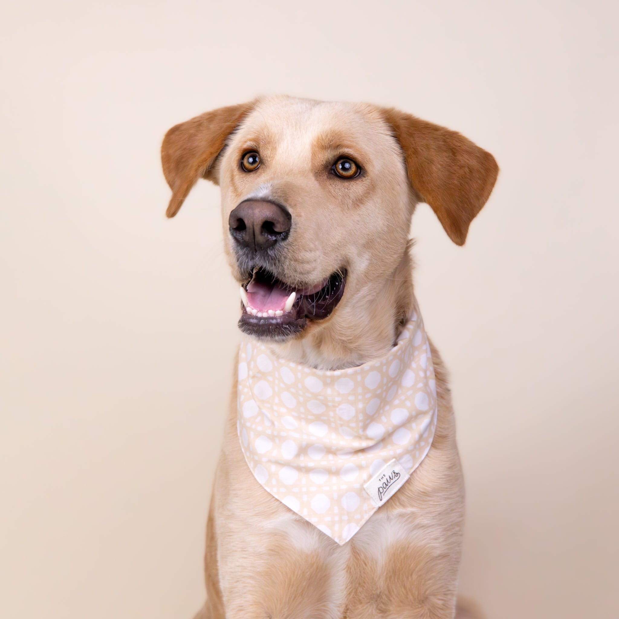 Kip dog bandana from The Paws