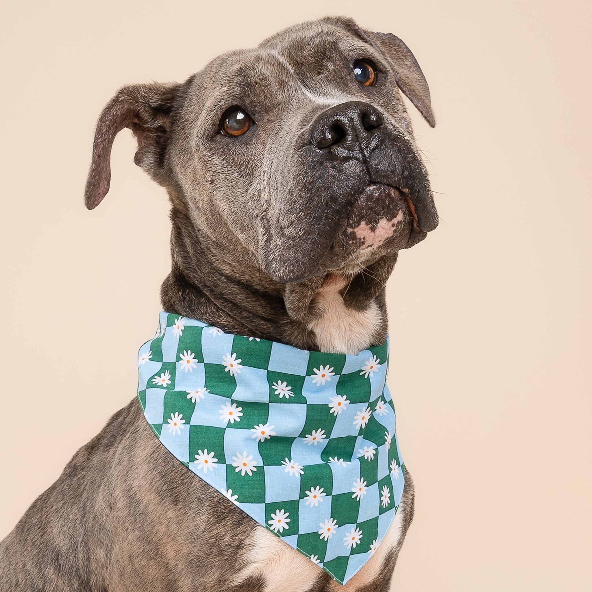 Koa Dog Bandana