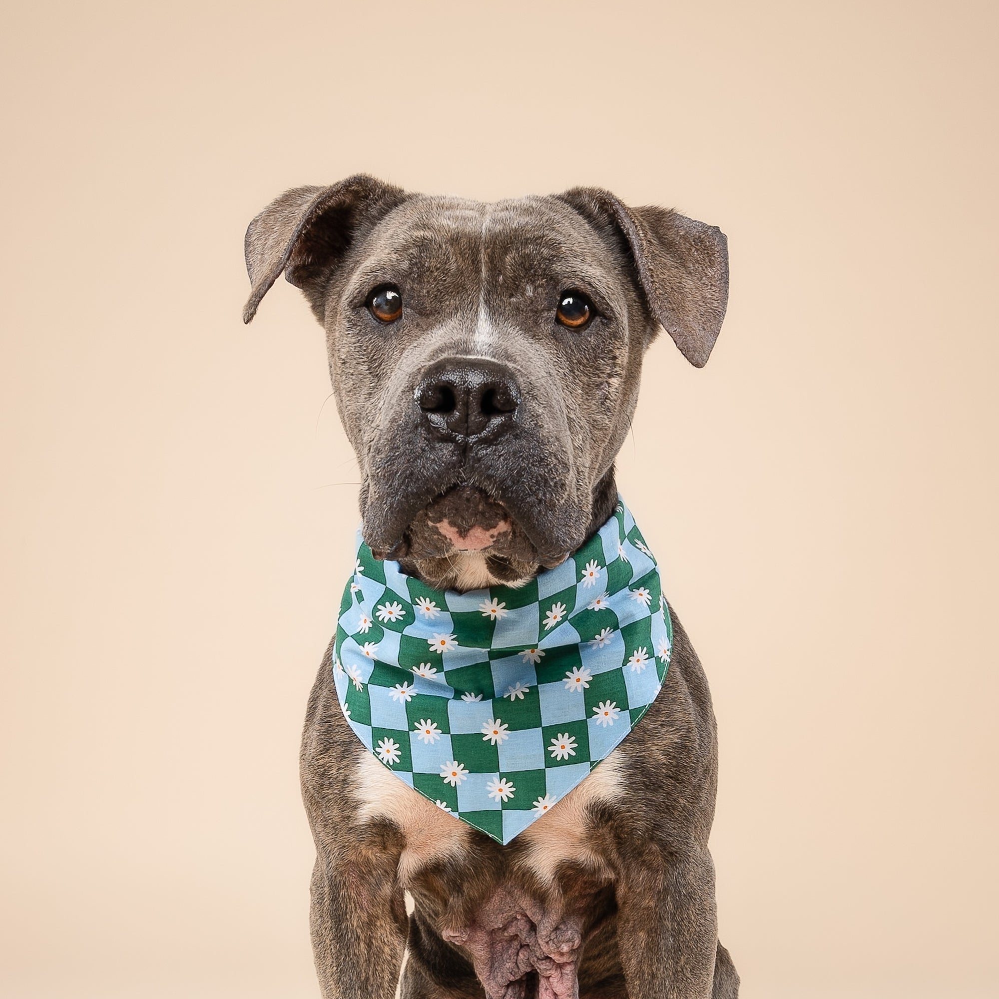 Koa Dog Bandana