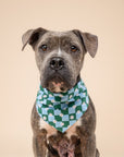 Koa Dog Bandana