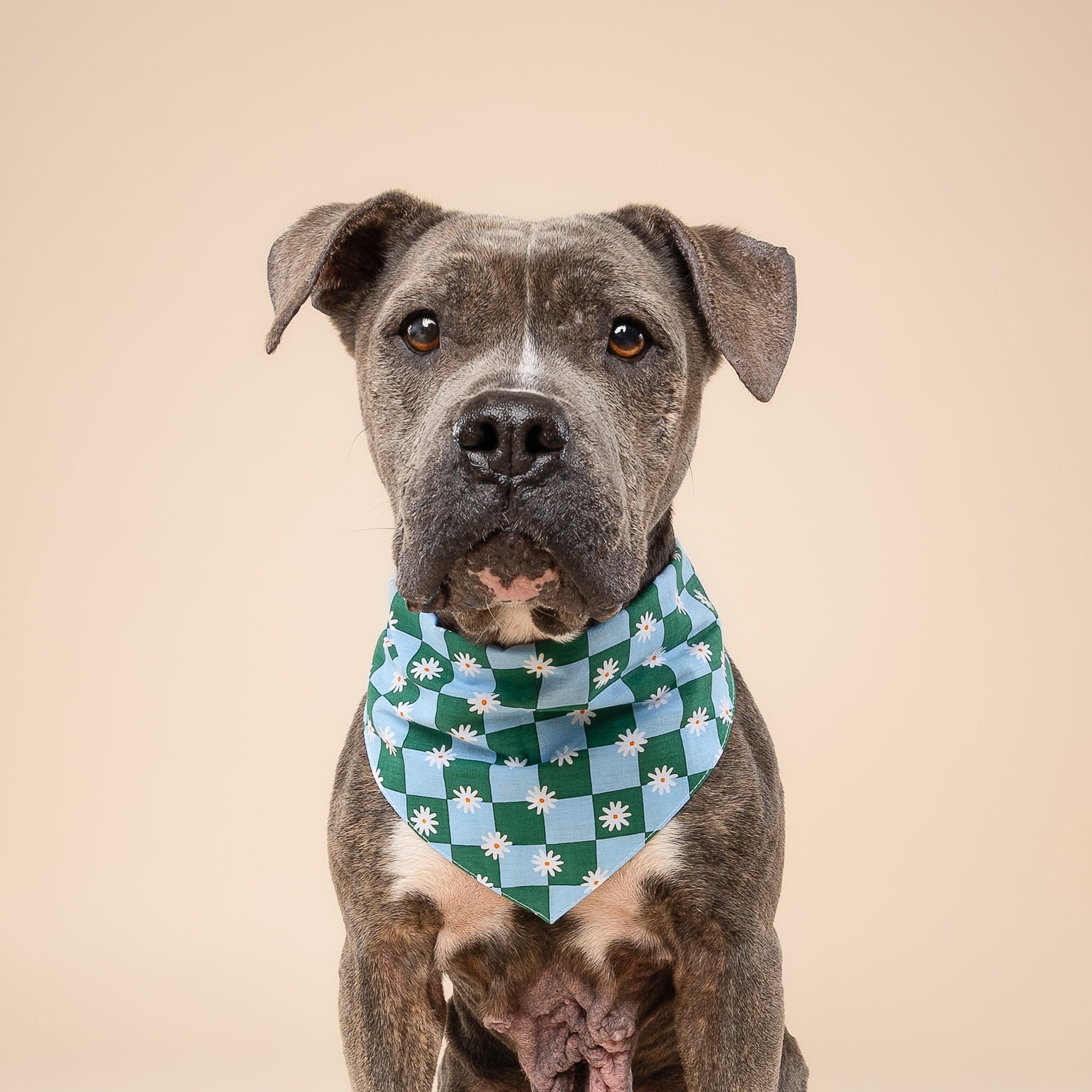 Koa Dog Bandana