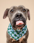 Koa Dog Bandana
