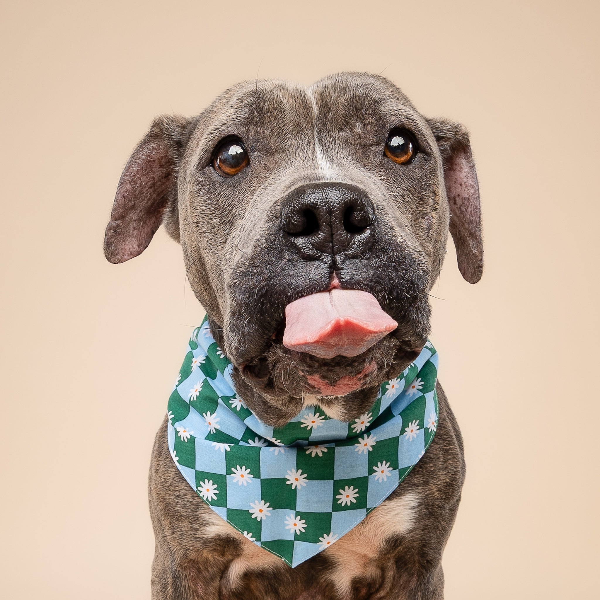 Koa Dog Bandana
