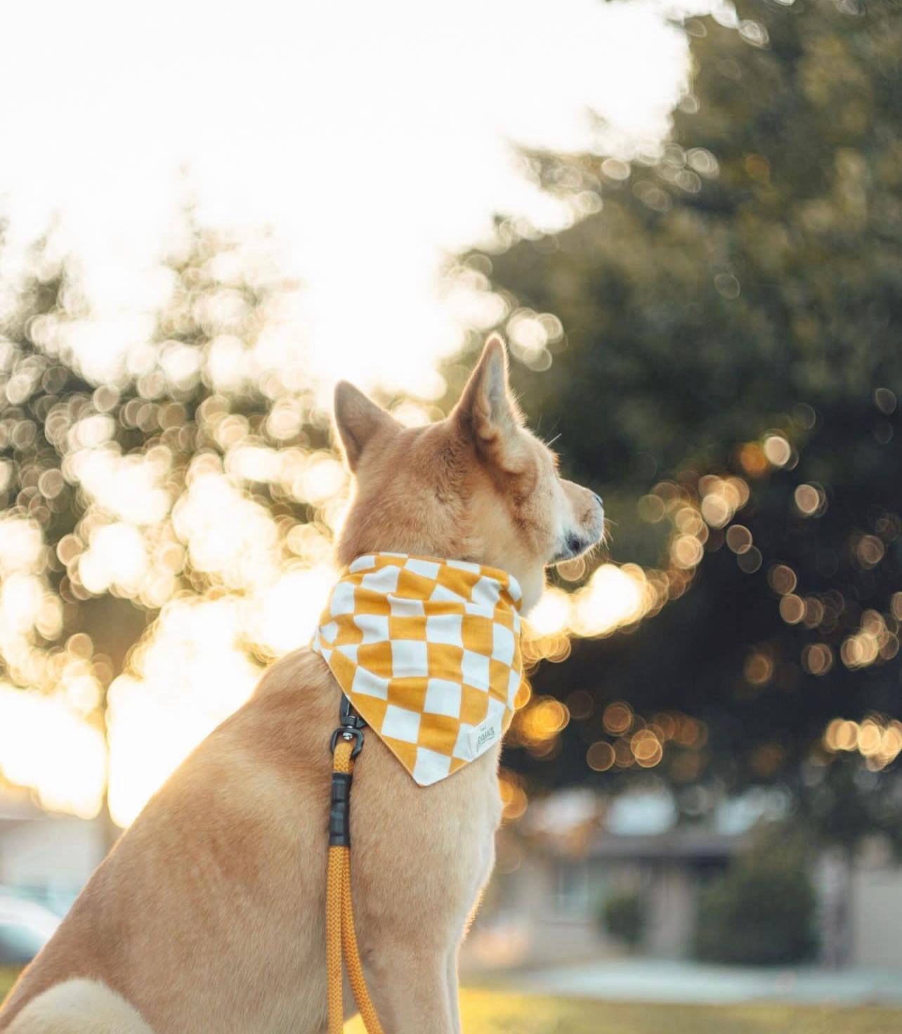 Legend Dog Bandana - The Paws