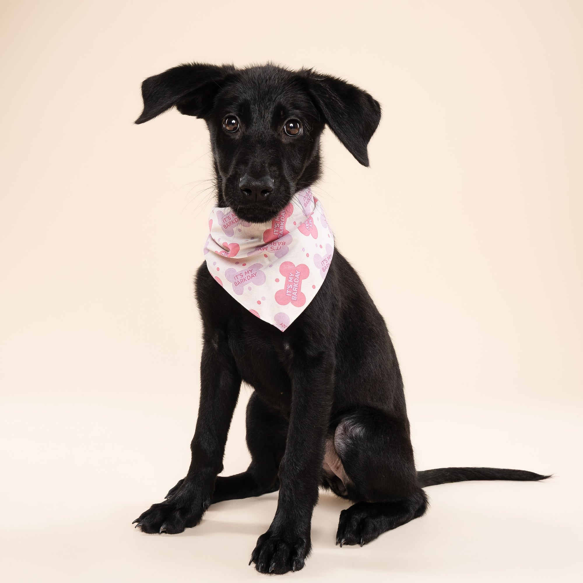 Let's Pawty Pink Dog Bandana