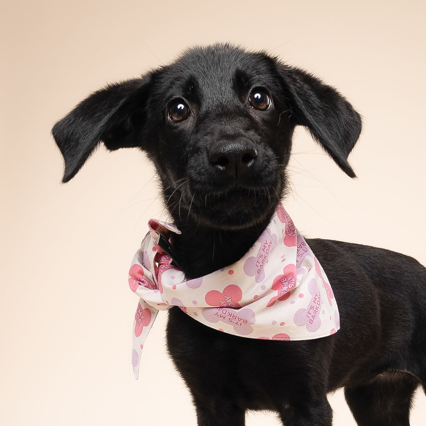 Let's Pawty Pink Dog Bandana
