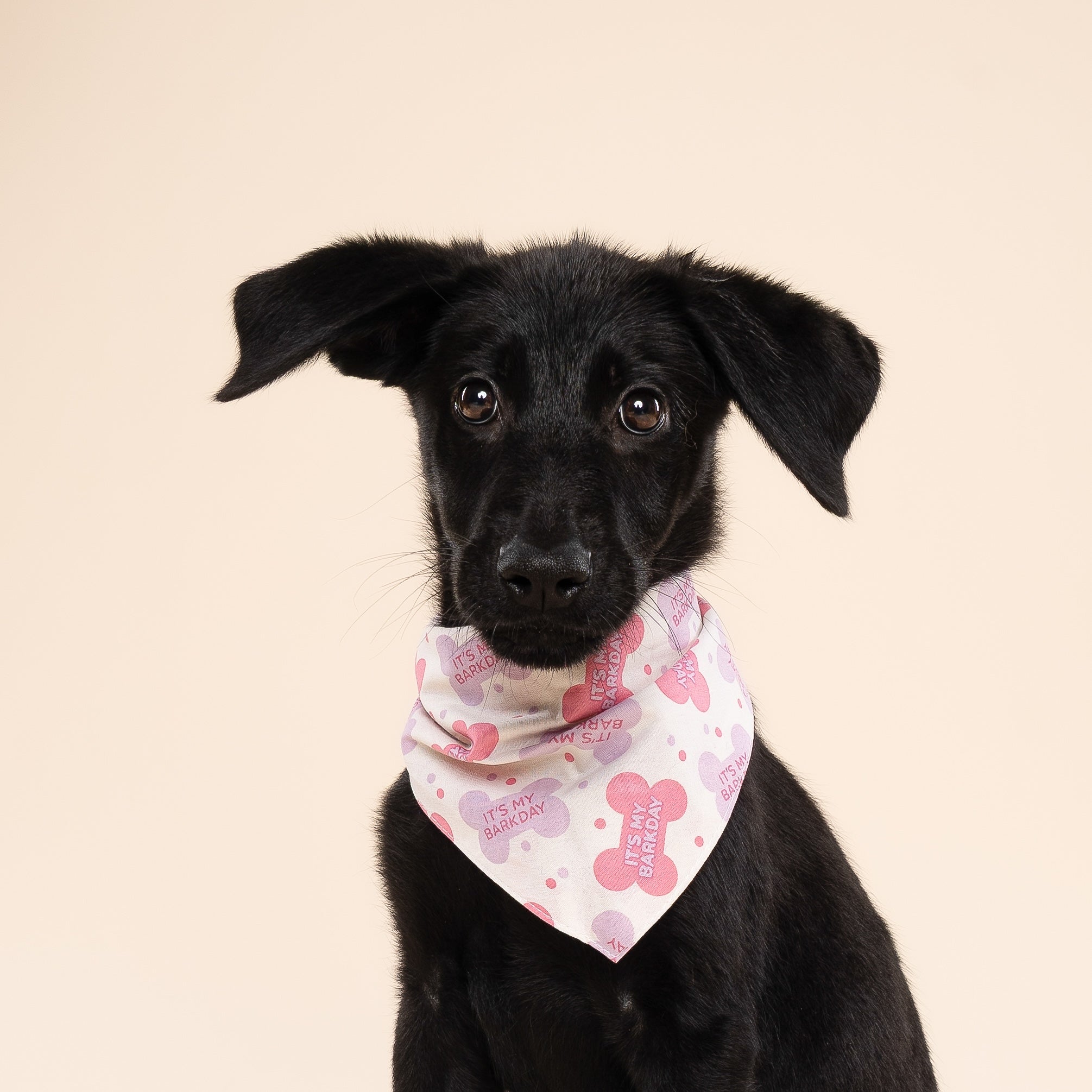 Let's Pawty Pink Dog Bandana