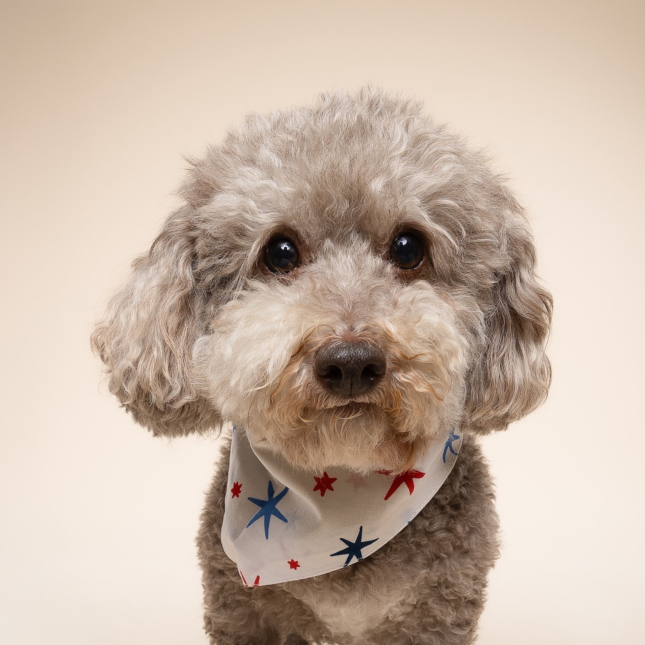 Liberty Dog Bandana